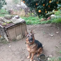 سگ ژرمن موکوتاه|سگ|رامسر, |دیوار