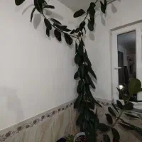 فروش گل فیلگوش