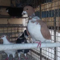 فروش چند کبوتر