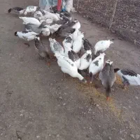 غاز‌محلی زنده و پرکنده درخدمتیم