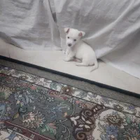 سگ اسپیتز|سگ|تهران, خاک سفید|دیوار