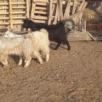 کهره چاق بز آبستن|حیوانات مزرعه|مرودشت, پشت سایپا|دیوار