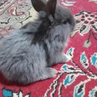 خرگوش لپ