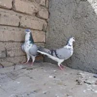 گلین دمگیر|پرنده|اصفهان, برازنده|دیوار