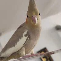 عروس هلندی|پرنده|قم, دورشهر|دیوار