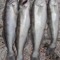 ماهی سوف صید تازه