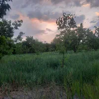 باغ در راین