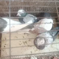 کبوتر|پرنده|نجفآباد, دفاع مقدس|دیوار