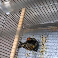 گلبسر نر|پرنده|پاکدشت, شهرک امام رضا|دیوار