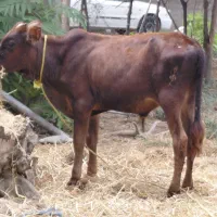 گاو نر گوساله نر ورزاکوله سلامت