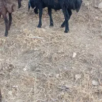 قوچ قره قزل دو دندان