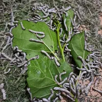 خوراک خزنده و پرنده کرم زنده ابریشم