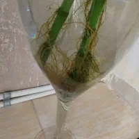 سه شاخه بامبو بدون گلدان|گل و گیاه طبیعی|نهاوند, |دیوار