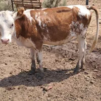 گاو یا گوساله
