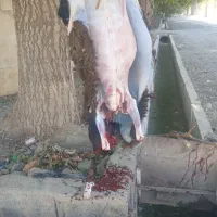 قصاب در محل