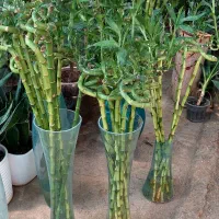 بامبو شیشه کودماهی