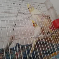 عروس هلندی مولد