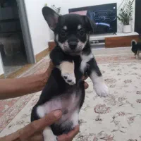 سگ پاگوتا میکس پامر