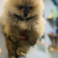 سگ پامر‌خرسی سایز صفر