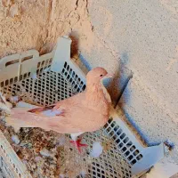 کبوتر شیرازی|پرنده|شادگان, |دیوار