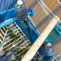 مرغ عشق|پرنده|شیراز, دارالرحمه|دیوار