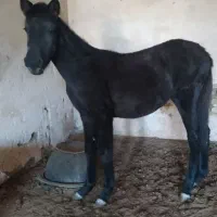 کره اسب|اسب و تجهیزات اسب‌سواری|قوچان, |دیوار