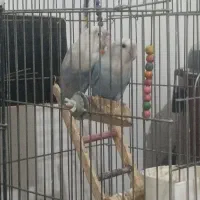 عروس هلندی و طوطی برزیلی|پرنده|چهارباغ, |دیوار