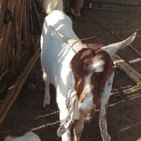 نری چاق و سالم