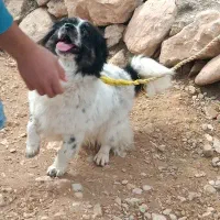 معاوضه با قلیون