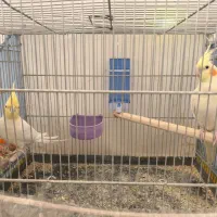 جفت عروس هلندی لوتینو|پرنده|صدرا-فارس, فاز ۱|دیوار