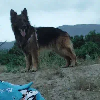 ژرمن شپردشولاین وهاسکی سیبرین