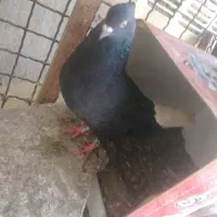 زاغ دم سفید ماده بشرط تخم و همه چی