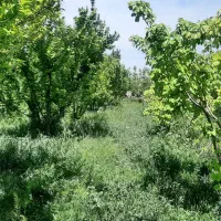 واگذاری-باغ-میوه-در-روستای-قجر-تخت-رستم