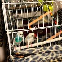 مرغ عشق|پرنده|بوئین زهرا, |دیوار