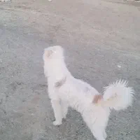 فروش توله سگ