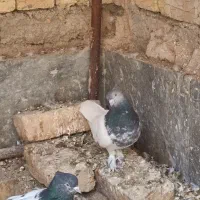 کله مشکی و الماسی ماده