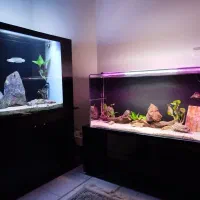 ۲ عدد آکواریوم ریملس بکسامپ و ۲ عدد چانا هایفمن