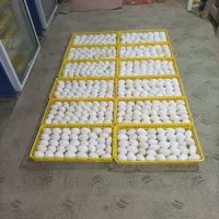 تخم غاز محلی