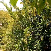 باغ با موقعیت خوب در روستای نوفرست