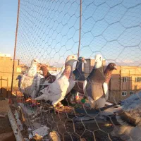 کف یهودی سینه