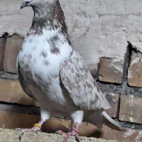 کبوتر پرشی|پرنده|خوی, |دیوار