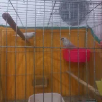 یک جفت فنچ با قفس