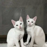 واگذاری گربه دی اس اچ