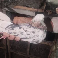 کفتر جوجه کشی