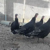 4عدد بوقلمون|حیوانات مزرعه|شهرکرد, |دیوار