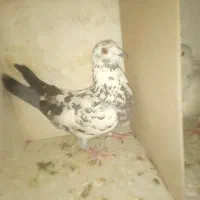 کفتر