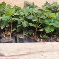 نهال انجیر گلدانی سفید خشکباری استهبانی در شیراز|خدمات باغبانی و درختکاری|شیراز, رکنآباد|دیوار