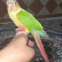 گرینچیک یا طوطی آناناسی