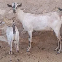 بز سومال آبستن با کهره ماده بزرگ