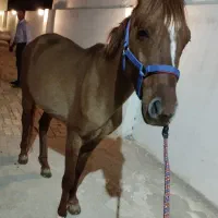 اسب ترکمن پرشی|اسب و تجهیزات اسب‌سواری|خرمدره, |دیوار